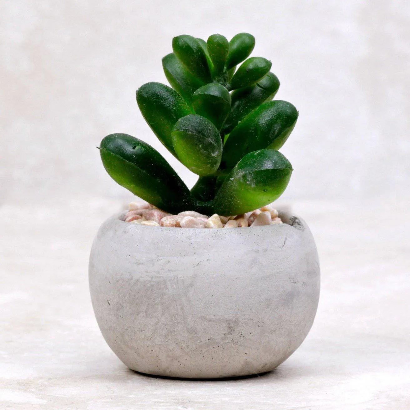 Mini Succulent | Window Haworthia